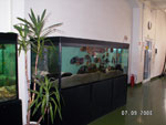 В каждом цехе компании Тропикал аквариум с рыбками, Tropical.
